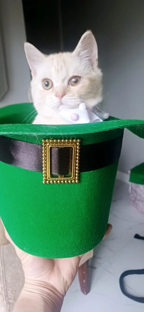 Amazing Purebred British Shorthair kittens - Image 3