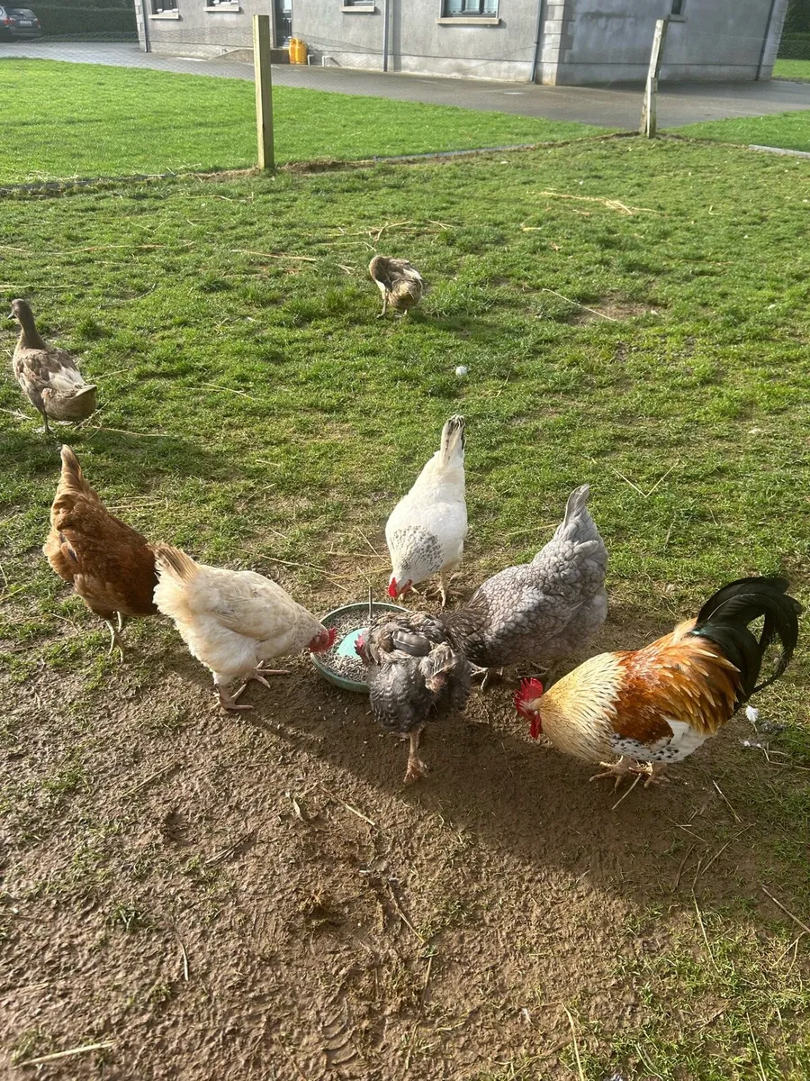 Chickens and ducks - Image 2