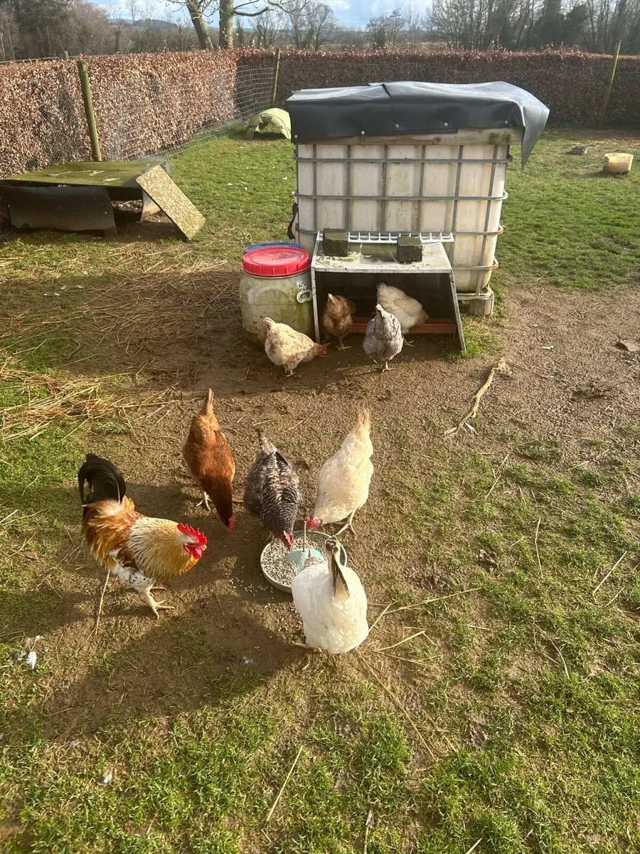 Chickens and ducks - Image 3