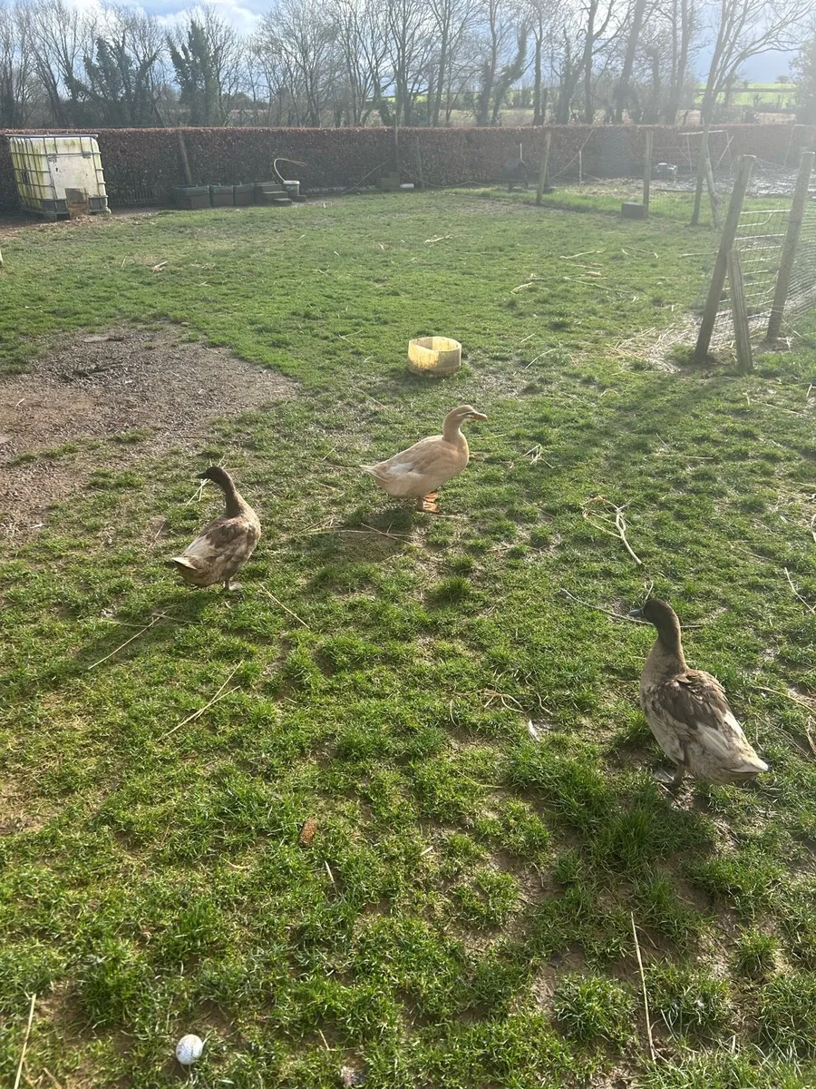 Chickens and ducks - Image 1