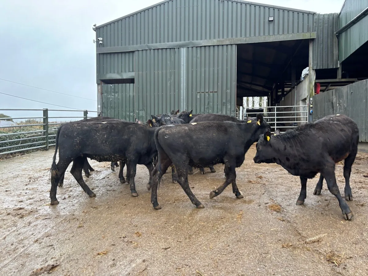 12 super 300 kg Angus heifers - Image 1