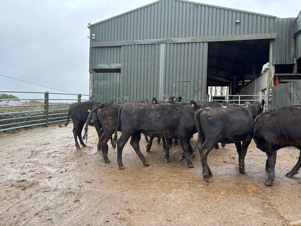 12 super 300 kg Angus heifers - Image 2