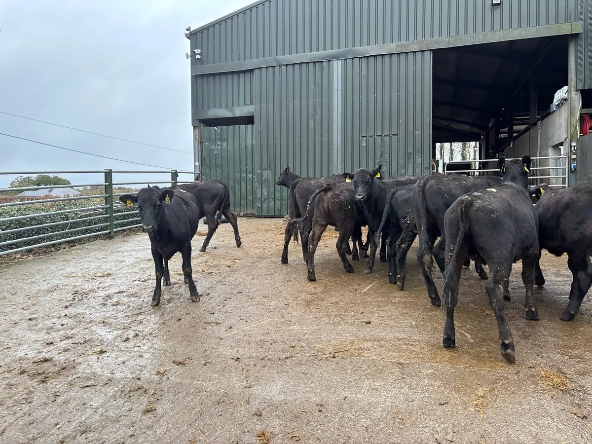 12 super 300 kg Angus heifers - Image 3