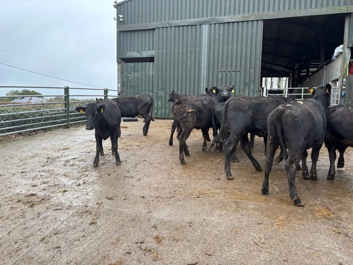 12 super 300 kg Angus heifers - Image 4