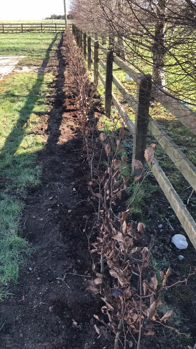 Beech hedging - Image 4