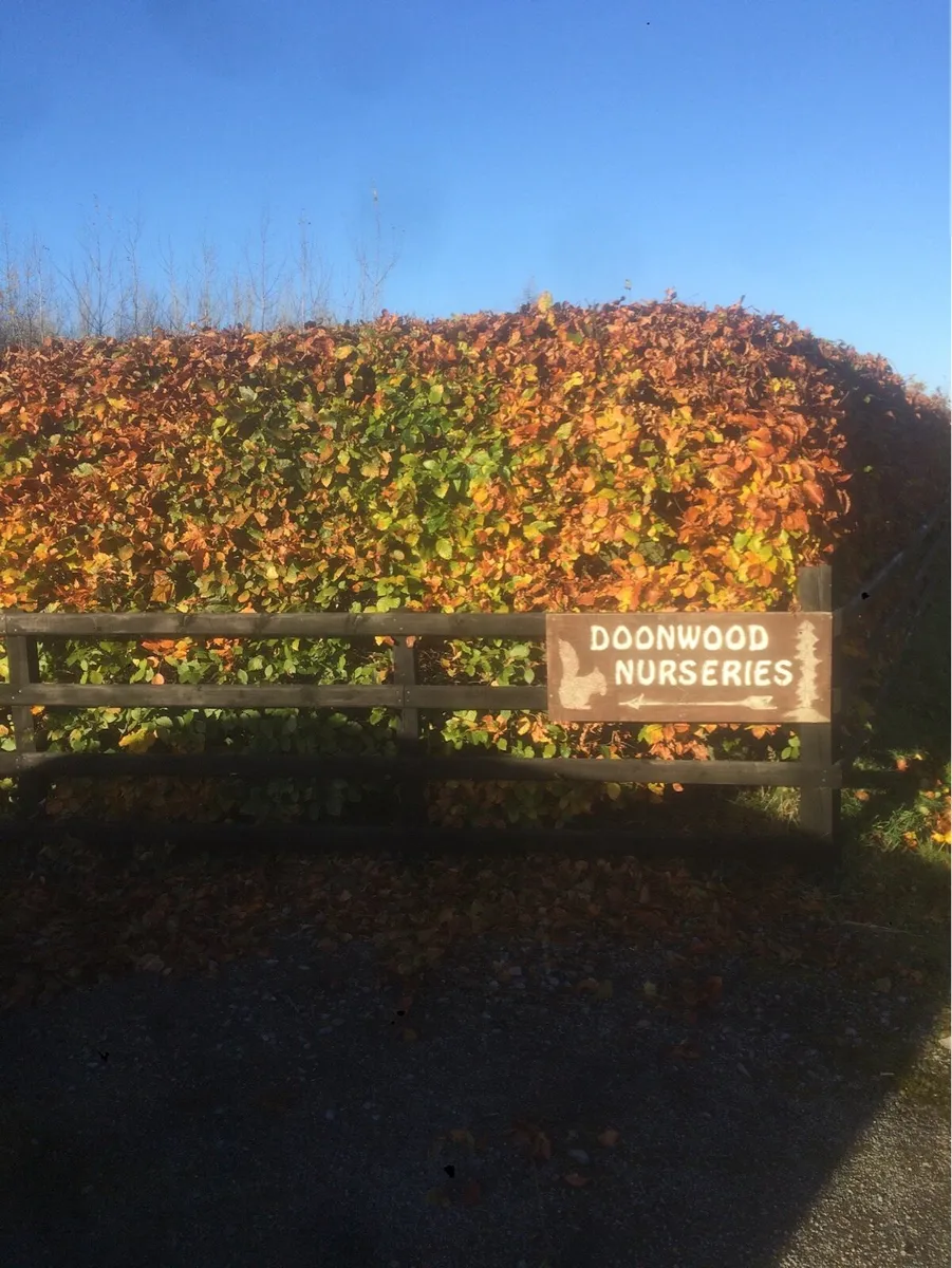 Beech hedging - Image 1