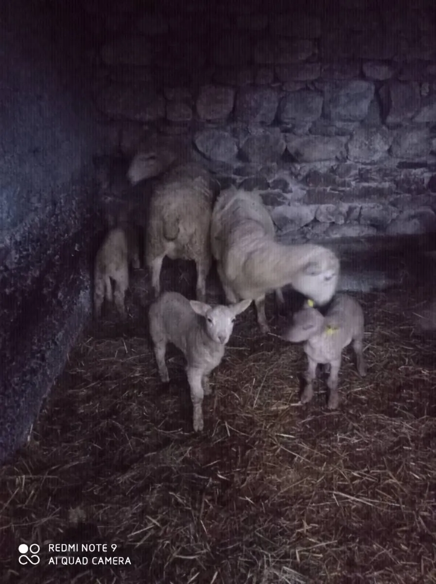 Ewes with Lambs - Image 2