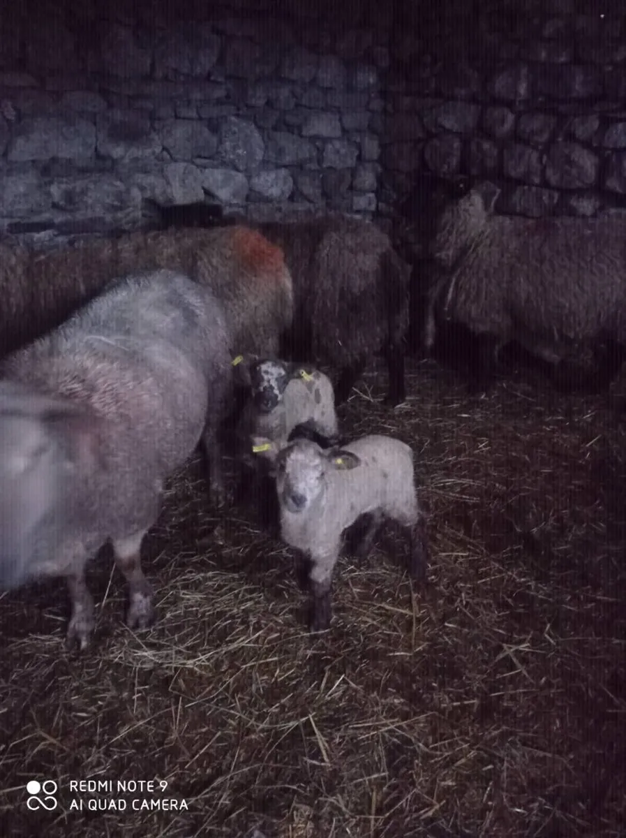 Ewes with Lambs - Image 1