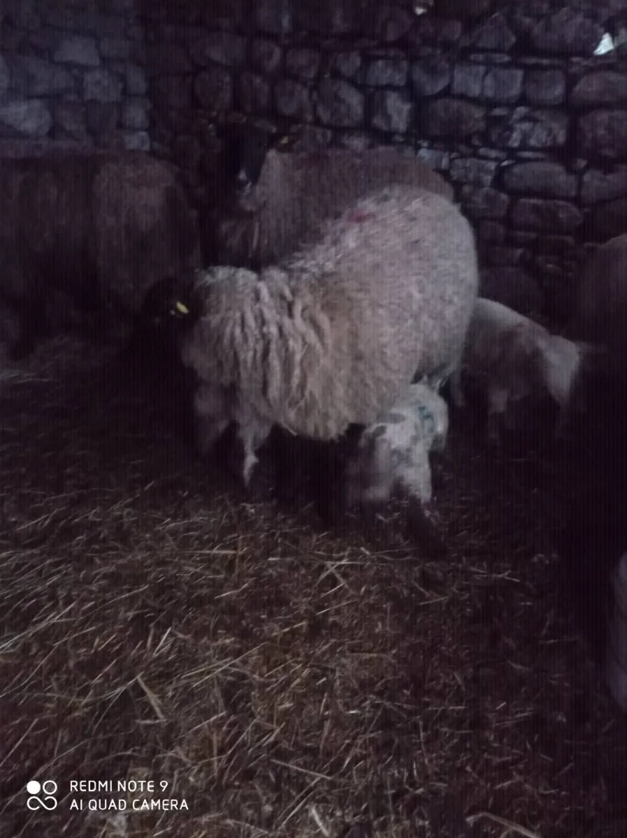 Ewes with Lambs - Image 3