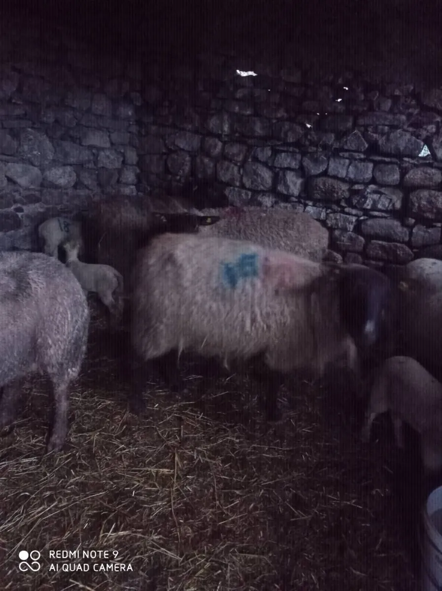 Ewes with Lambs - Image 4