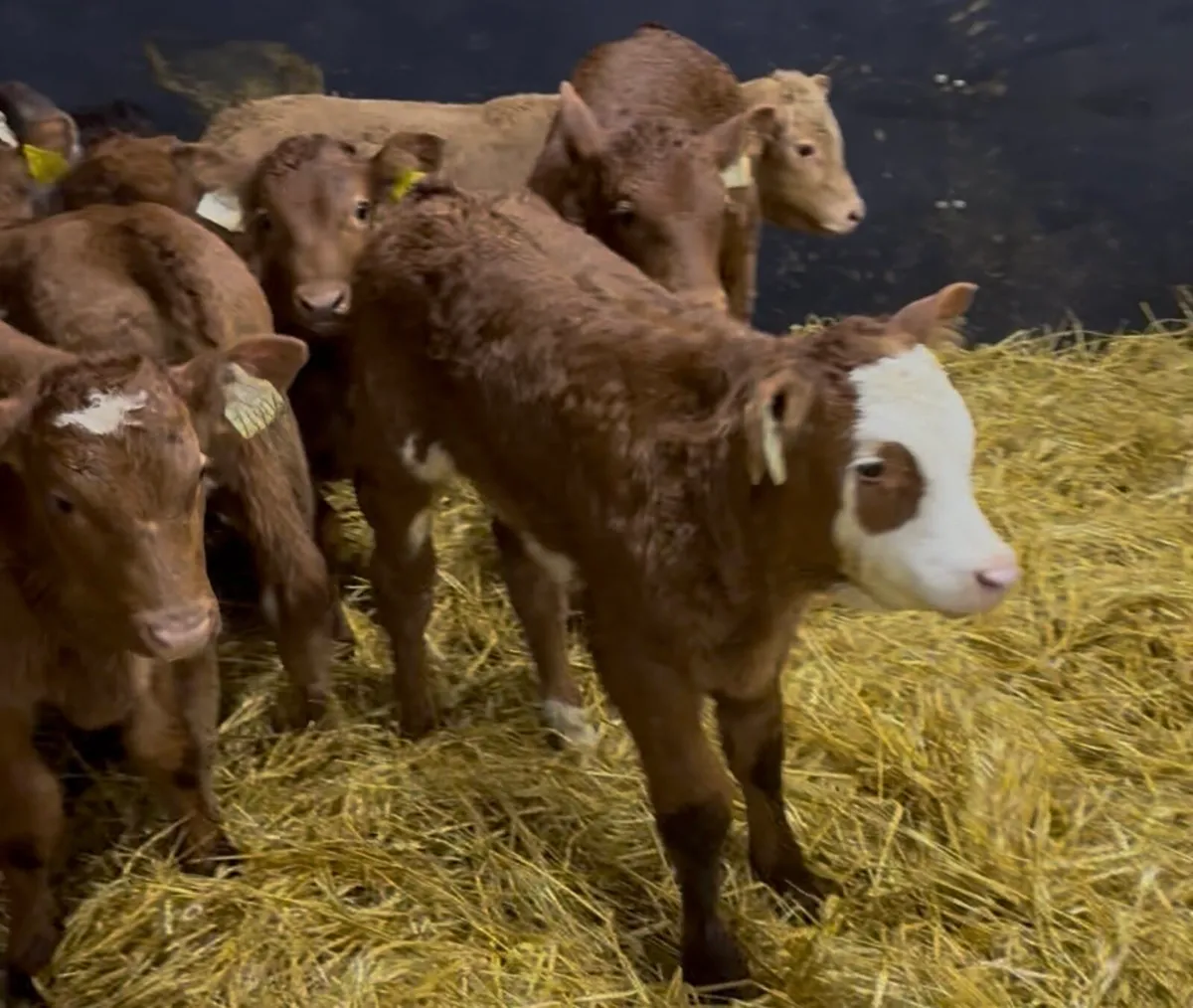 C&N calf supplying quality calves weekly - Image 1