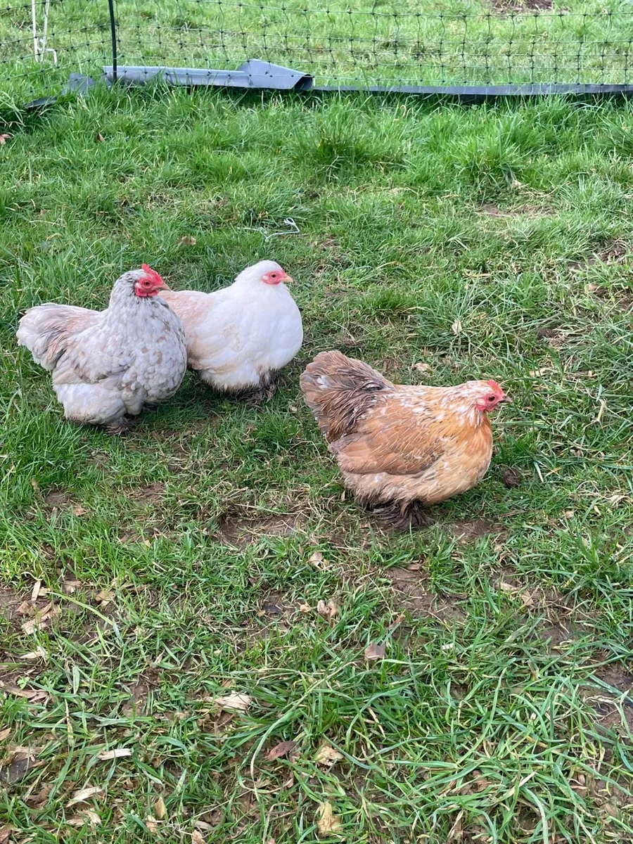 Bantam hens - Image 2