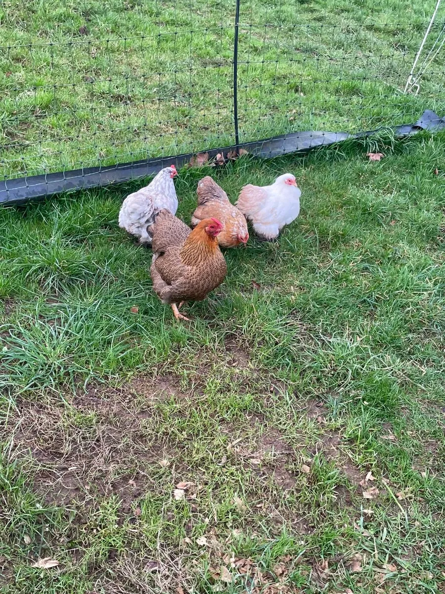 Bantam hens - Image 3