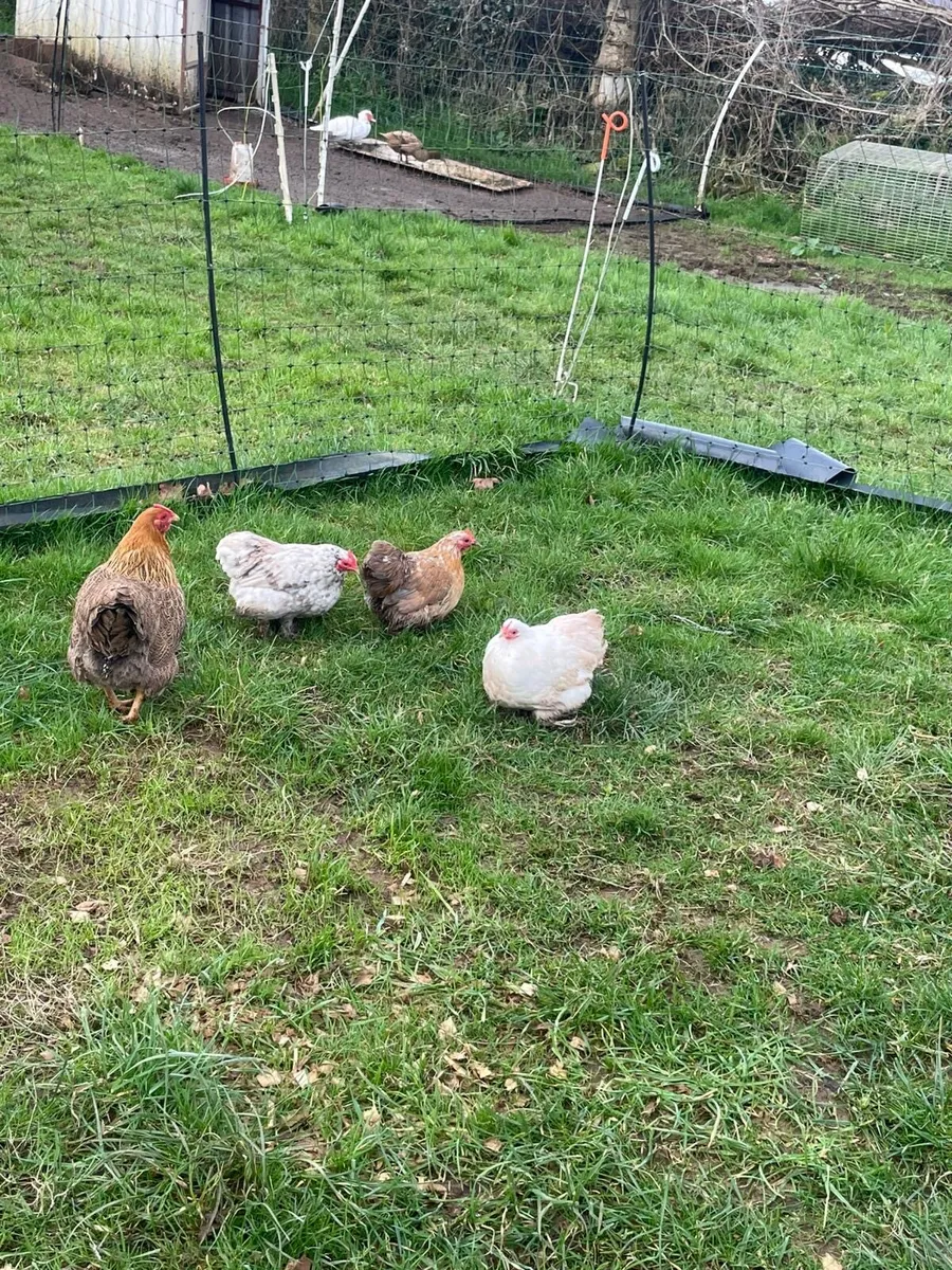 Bantam hens - Image 4