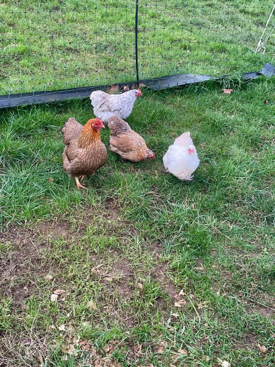 Bantam hens - Image 1