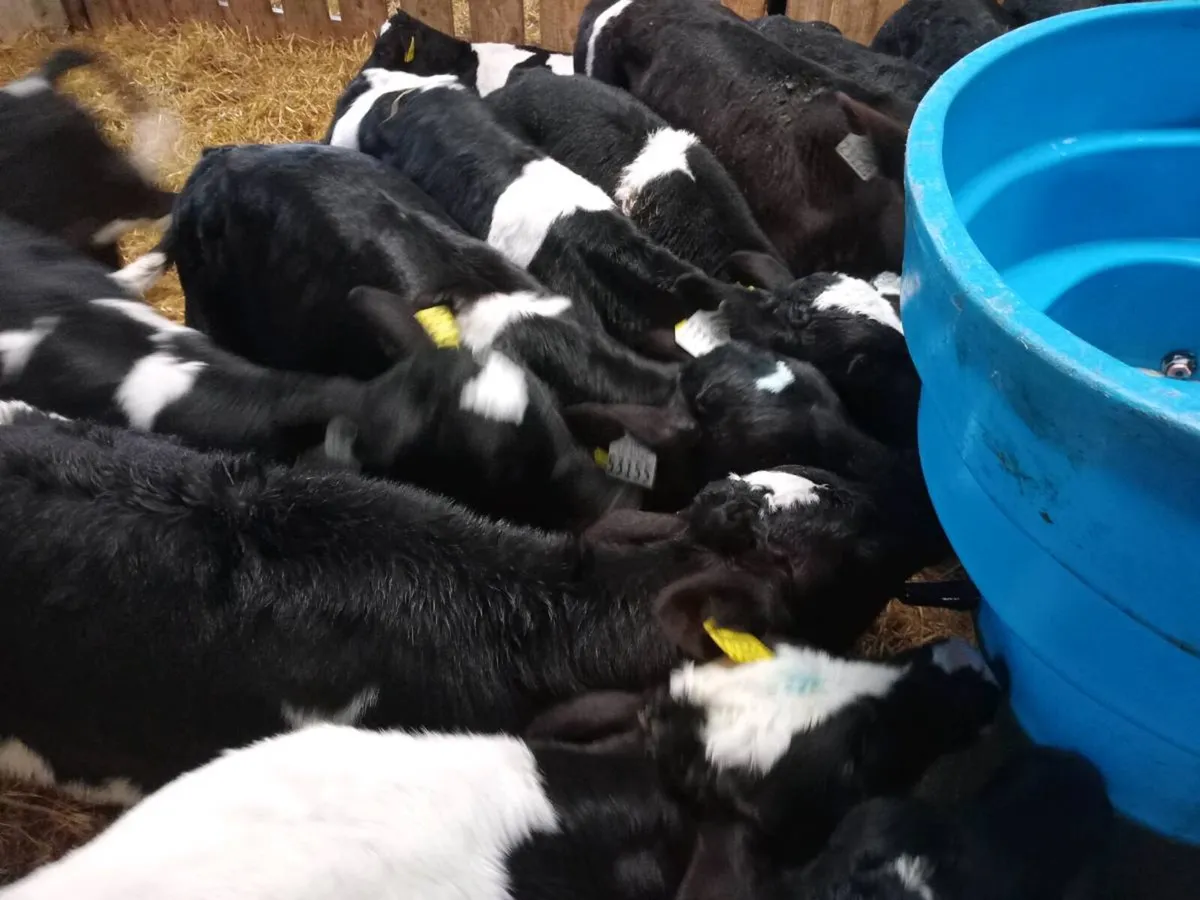 Friesian Bull Calves - Image 2