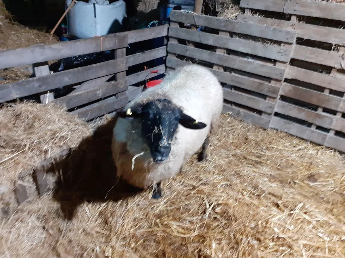 Suffolk ewe