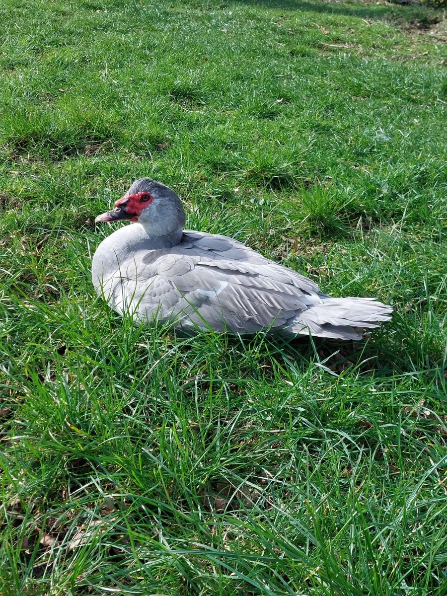 Muscovy Drakes for sale - Image 2