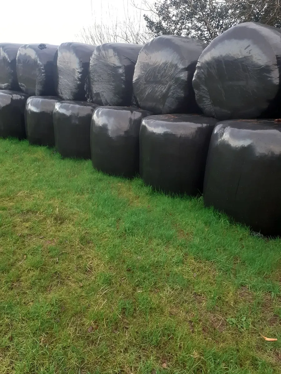 Round bales of sileage