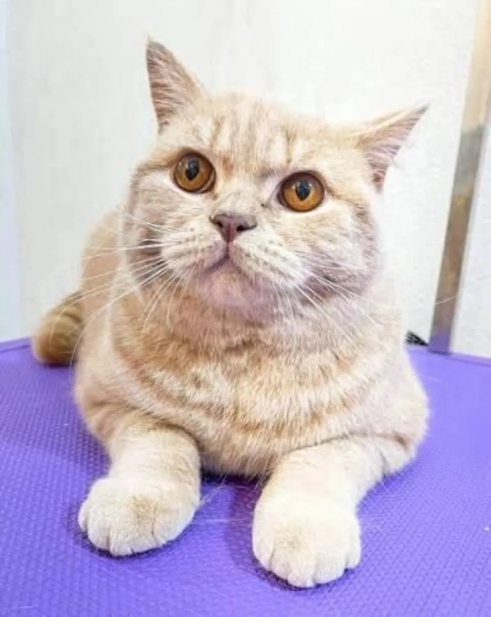 Amazing Purebred British Shorthair kittens - Image 4