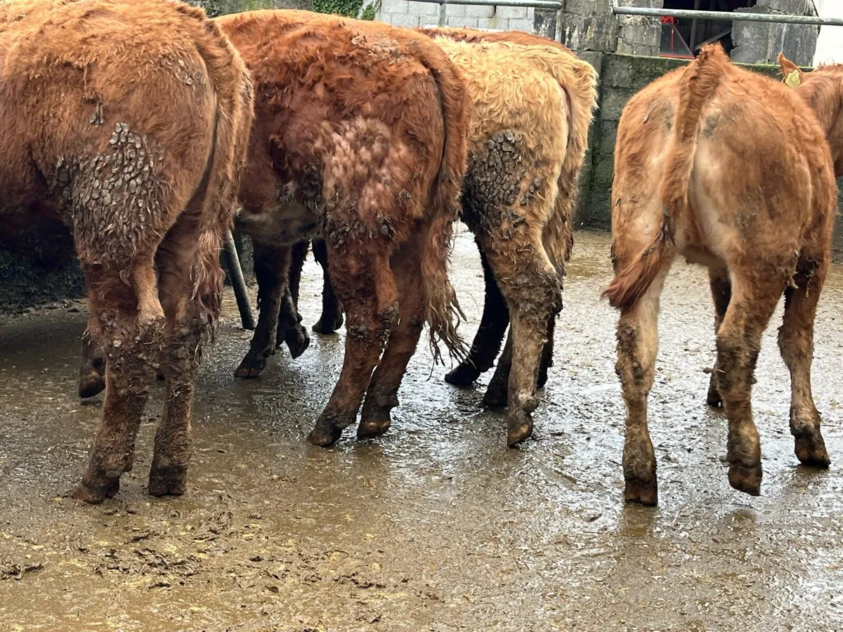 15 Charolais & Limousin Heifers - Image 3