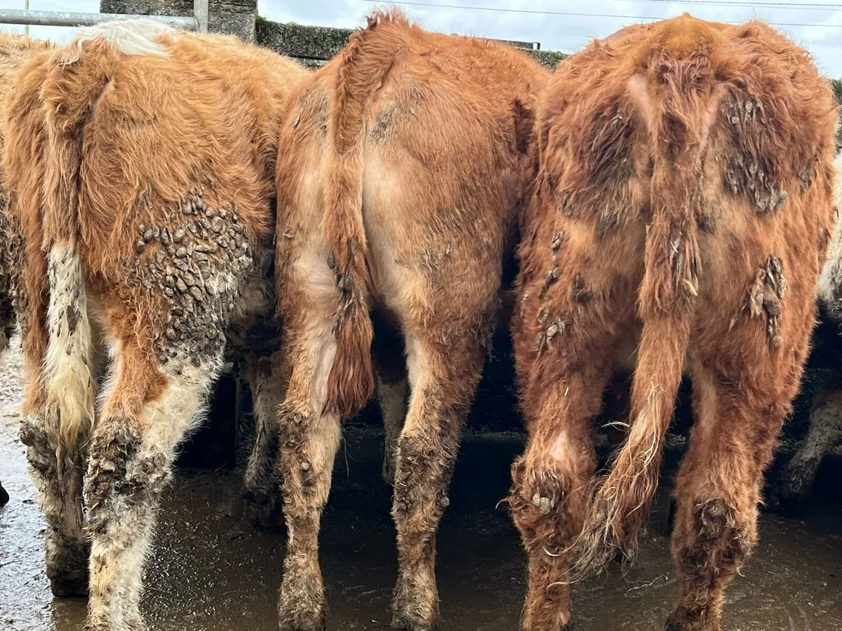 15 Charolais & Limousin Heifers - Image 4