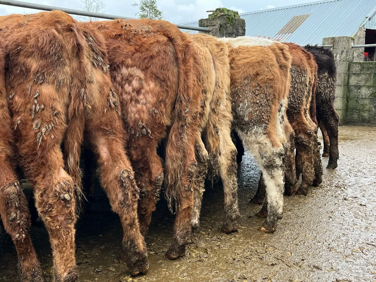 15 Charolais & Limousin Heifers - Image 1