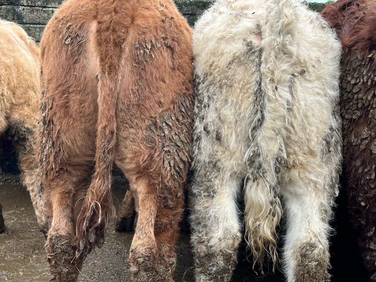 15 Charolais & Limousin Heifers - Image 2