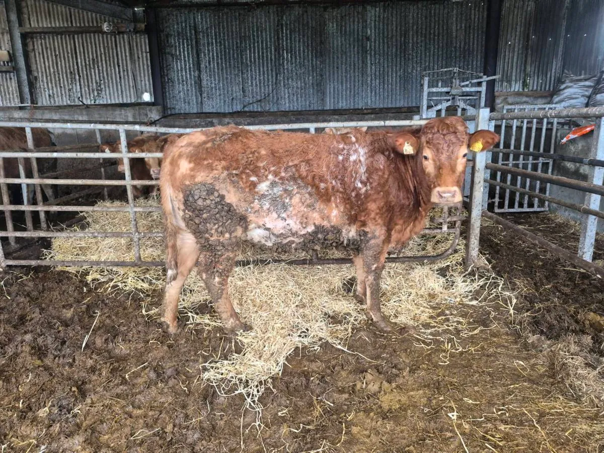 Springing heifer - Image 3