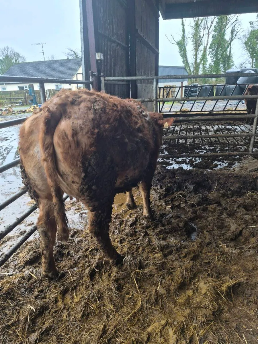 Springing heifer - Image 4