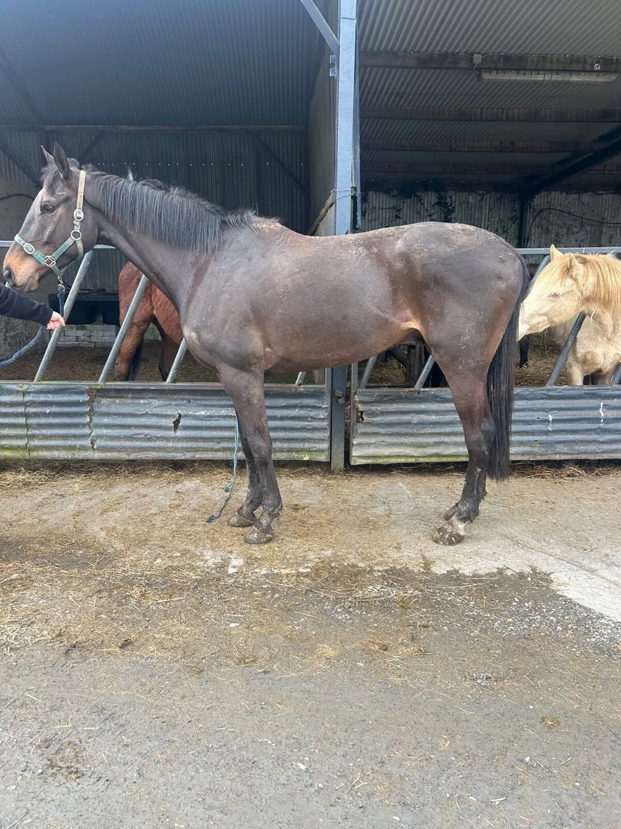 5 yrs 16/2 gelding - Image 2