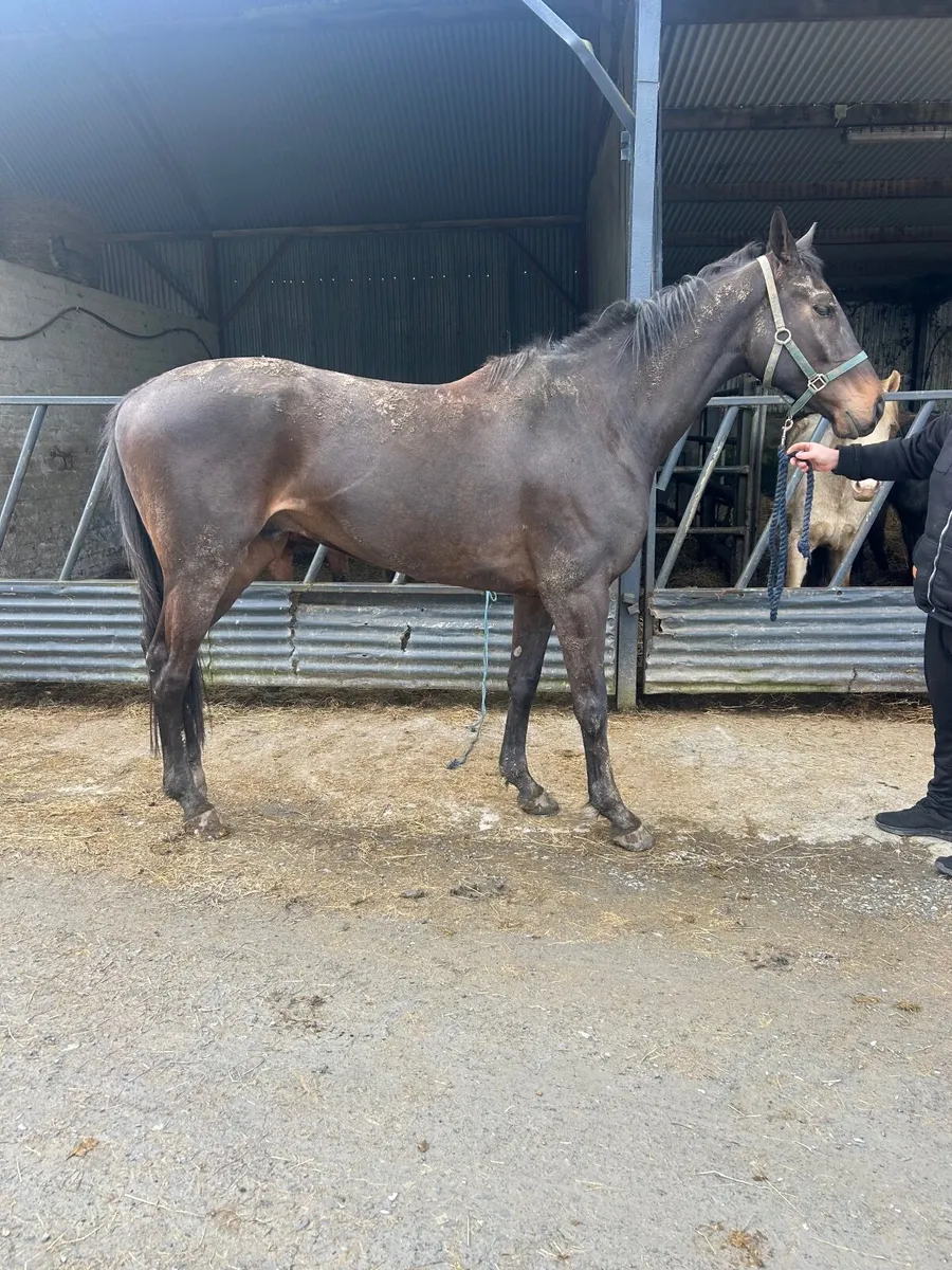 5 yrs 16/2 gelding - Image 1