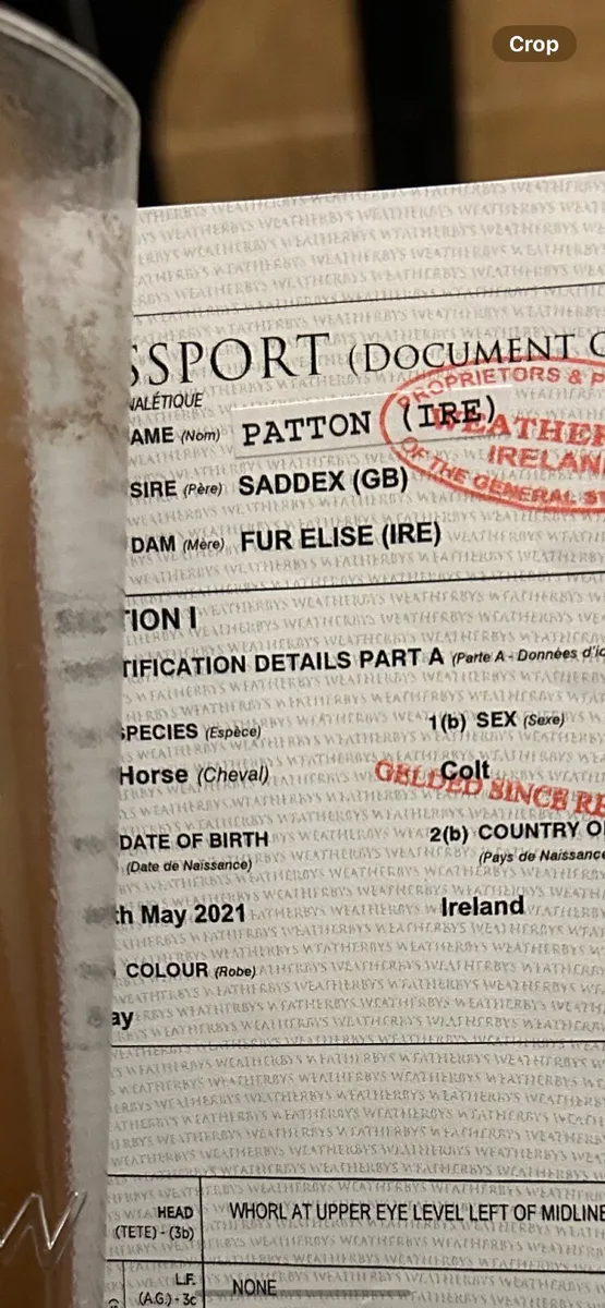 5 yrs 16/2 gelding - Image 4