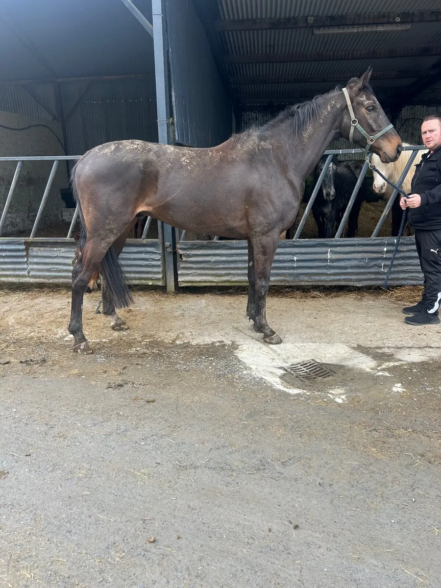 5 yrs 16/2 gelding - Image 3