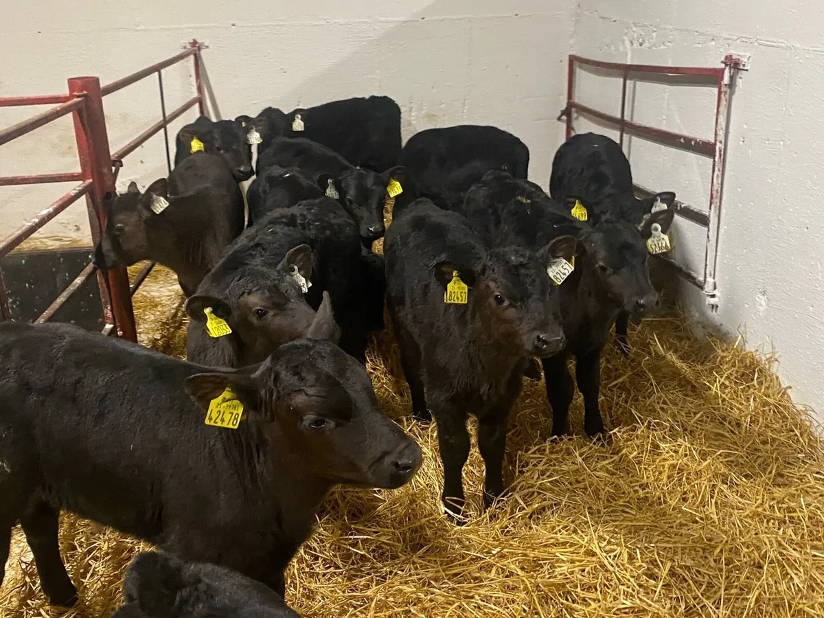 12 Super Angus Bulls - Image 1