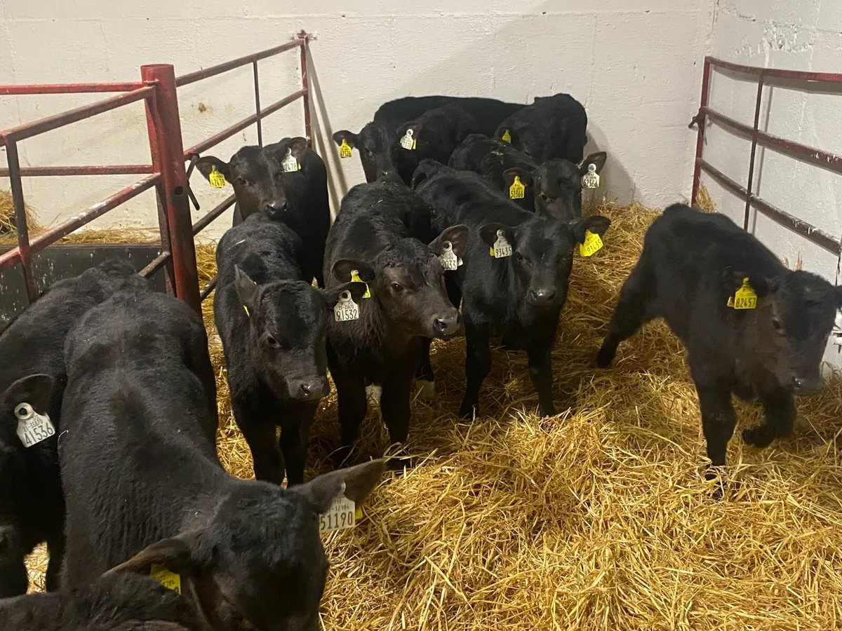 12 Super Angus Bulls - Image 2