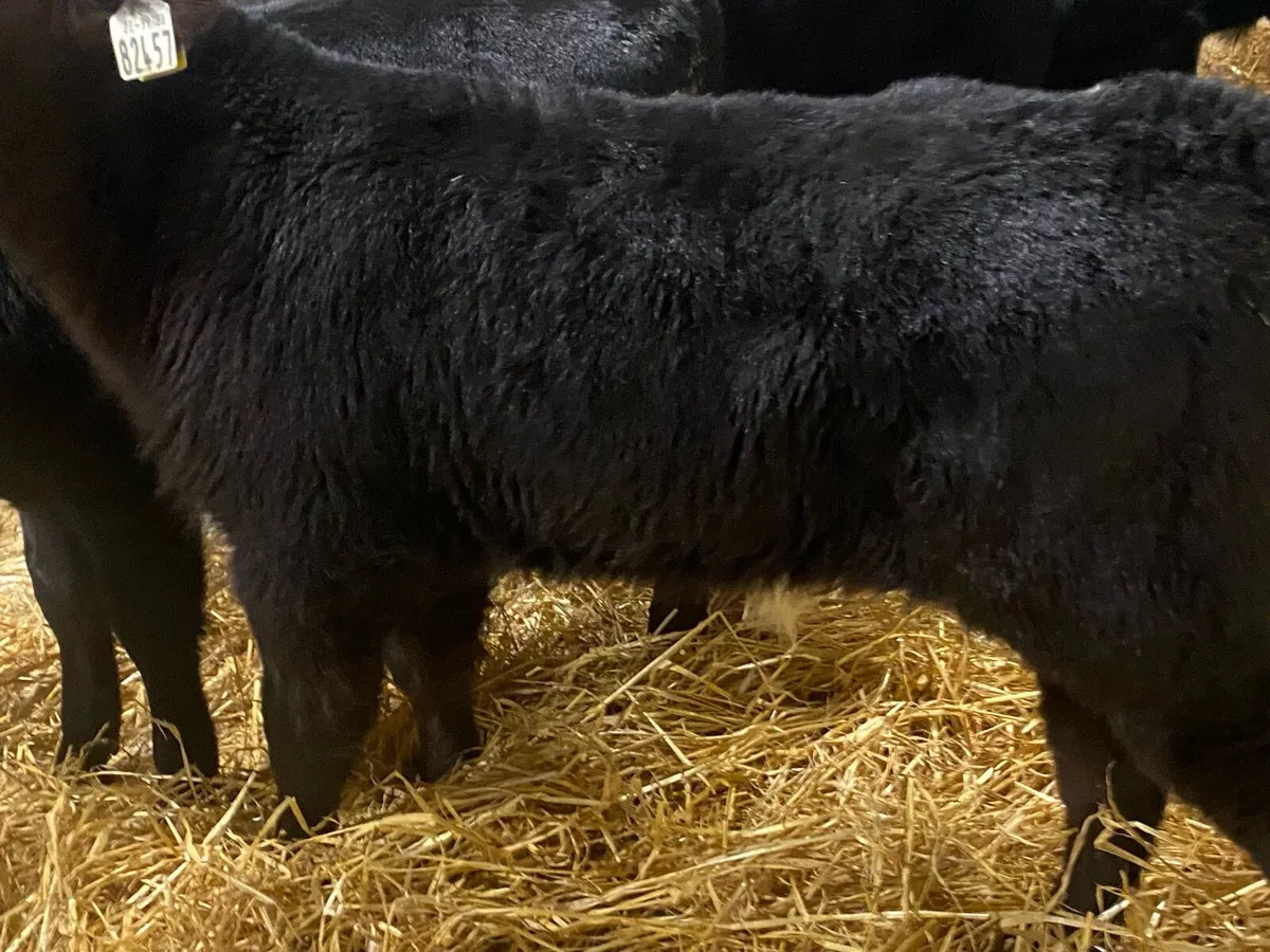 12 Super Angus Bulls - Image 3