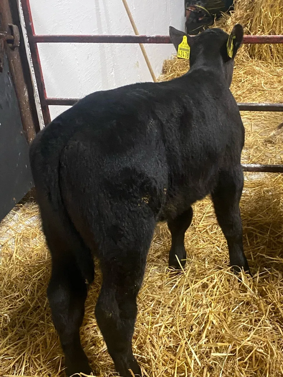 12 Super Angus Bulls - Image 4