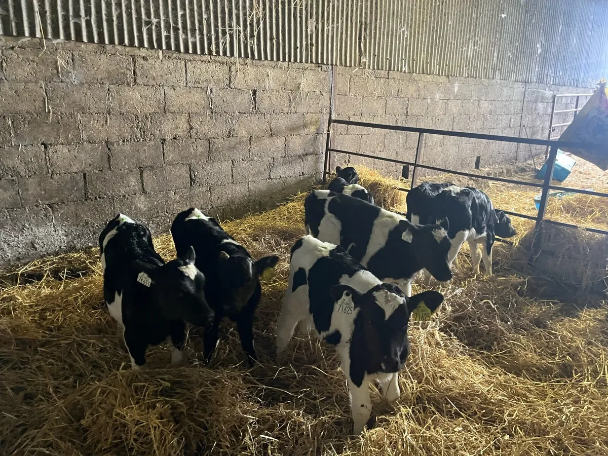 Fresian Heifer Calves - Image 2