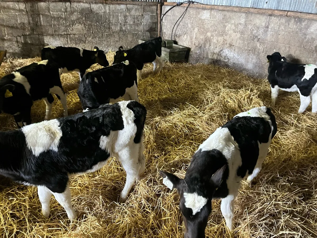 Fresian Heifer Calves - Image 1