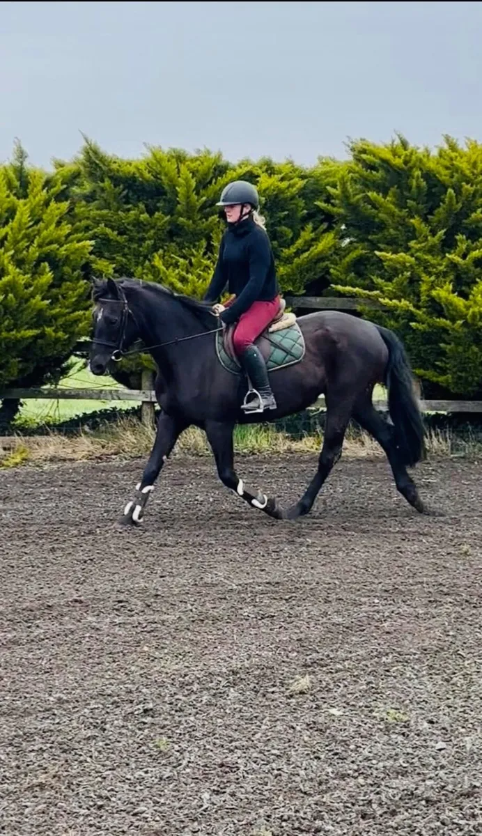 LadiesRiding ClubHorse /Dressage Horse /Allrounder - Image 2