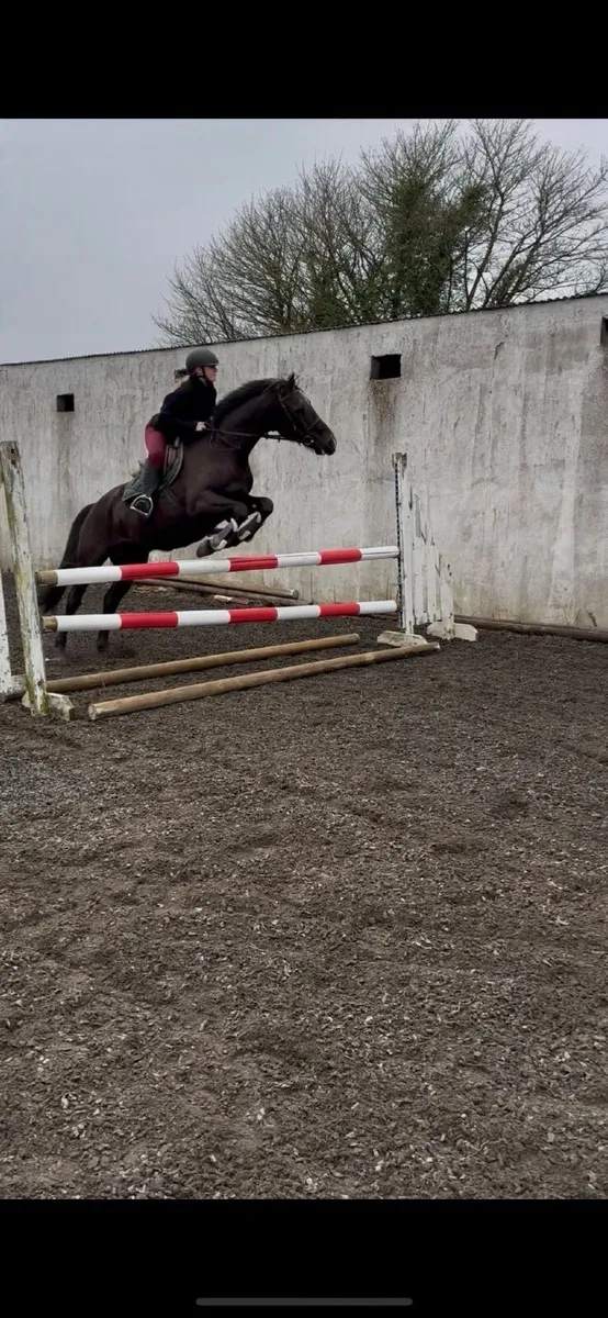 LadiesRiding ClubHorse /Dressage Horse /Allrounder - Image 4