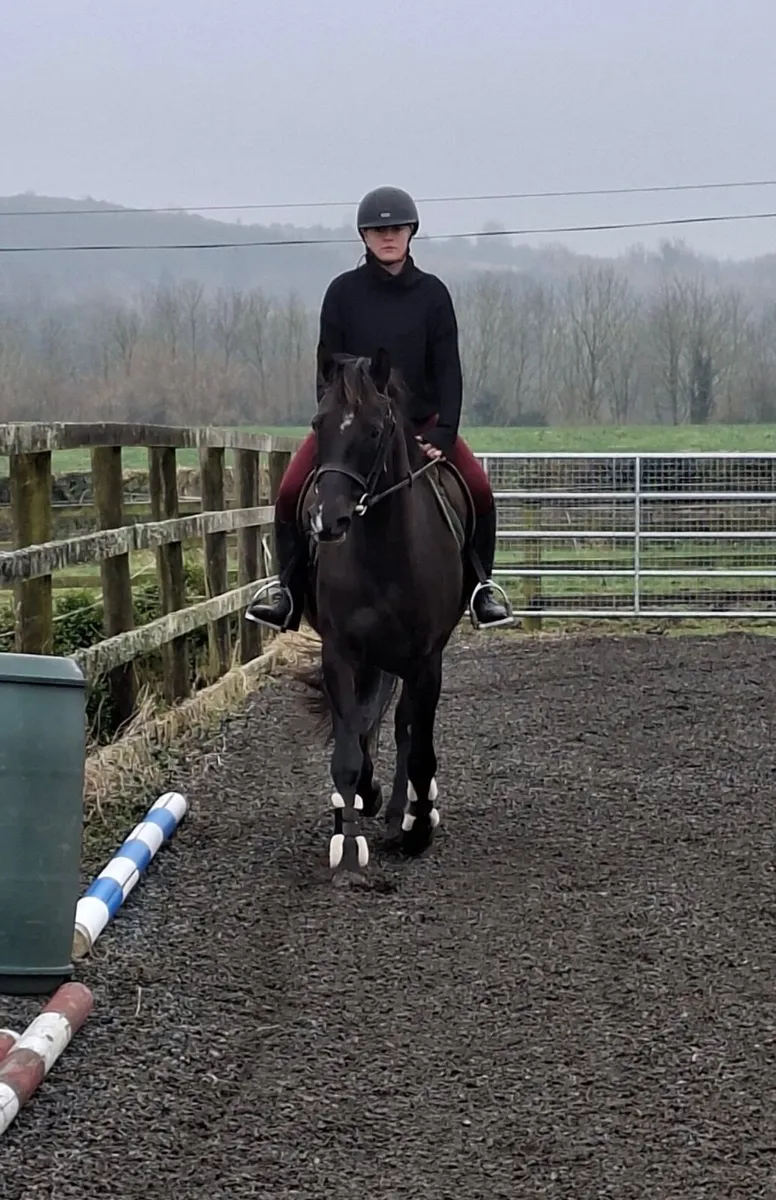 LadiesRiding ClubHorse /Dressage Horse /Allrounder - Image 3