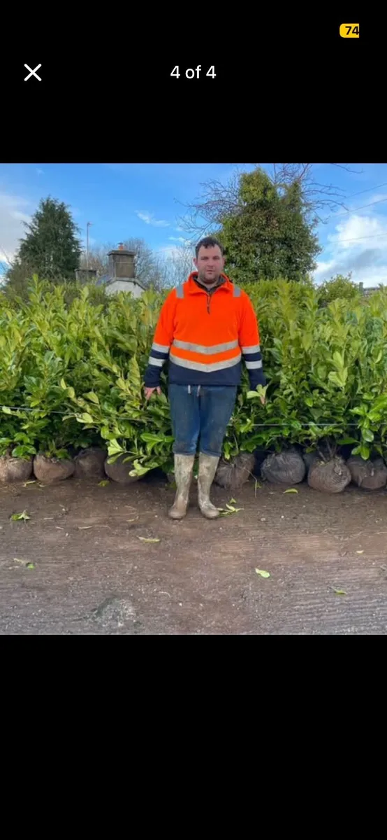 Rootball 3-4ft Laurel Hedging instant - Image 2