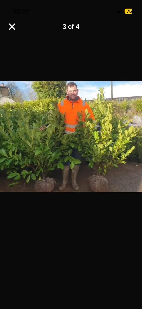 Rootball 3-4ft Laurel Hedging instant - Image 1