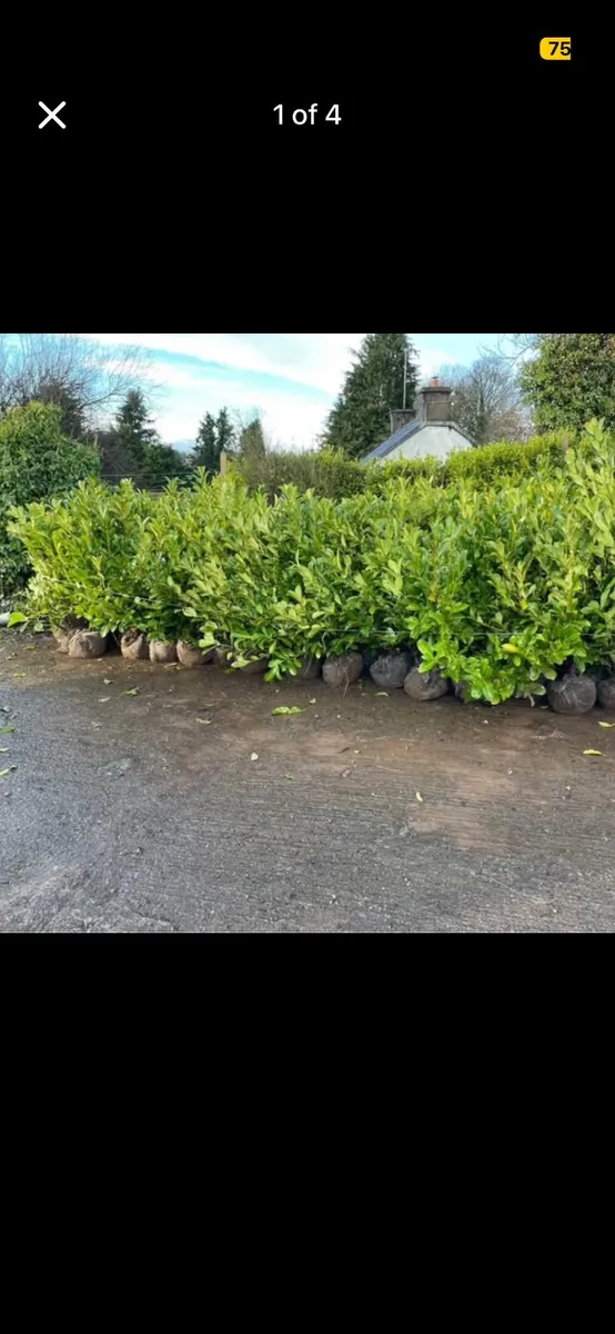 Rootball 3-4ft Laurel Hedging instant - Image 3