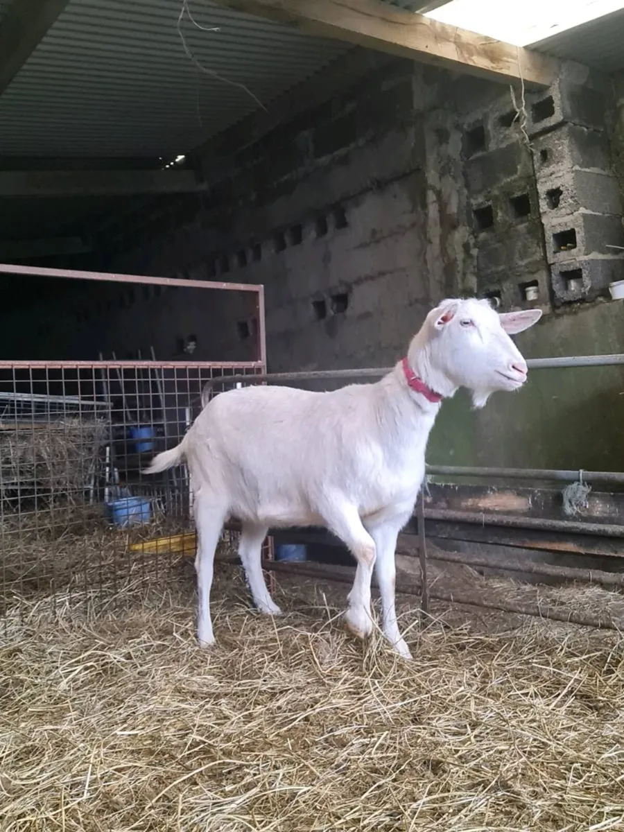 Milking goat - Image 1