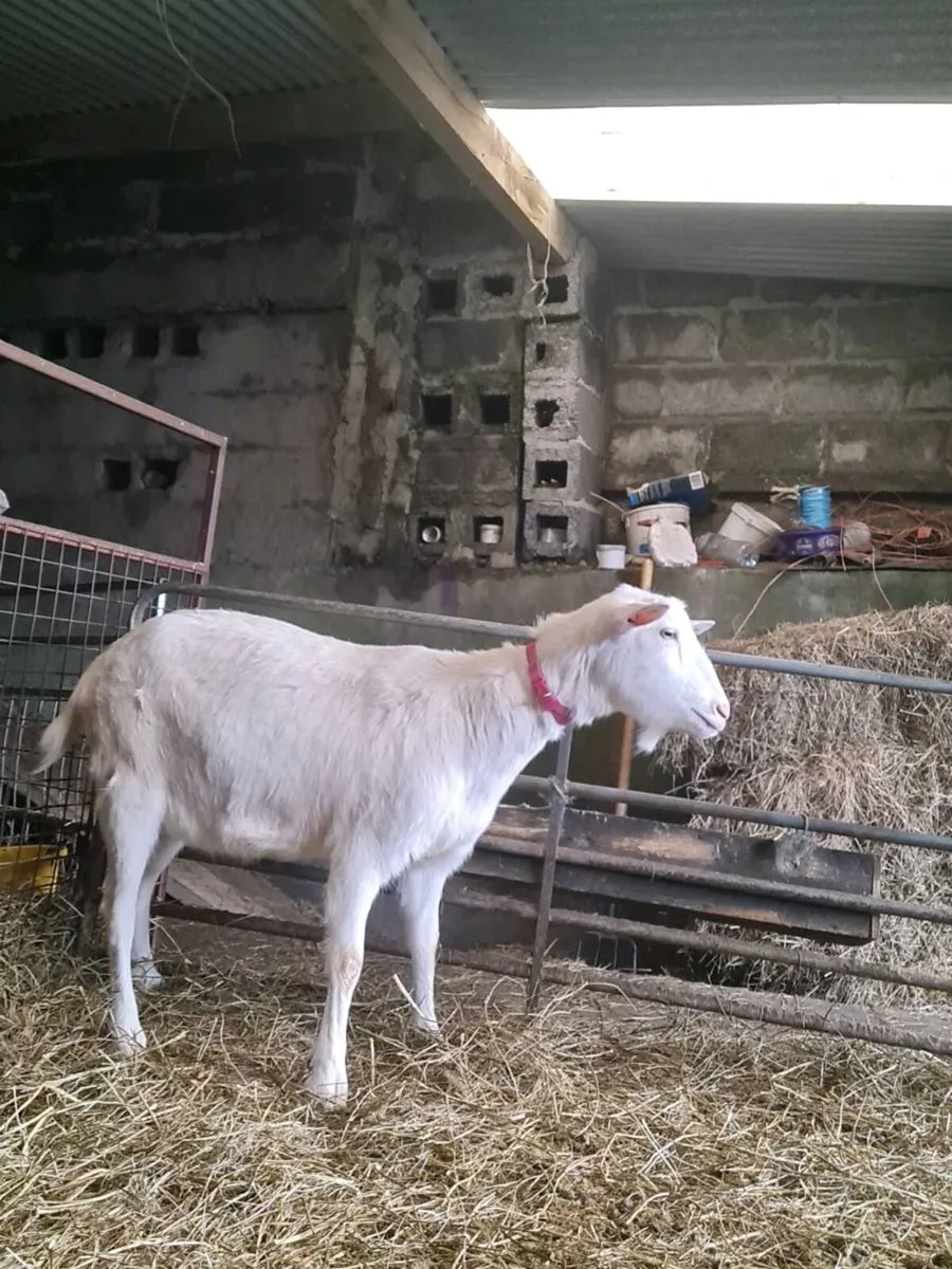 Milking goat - Image 2