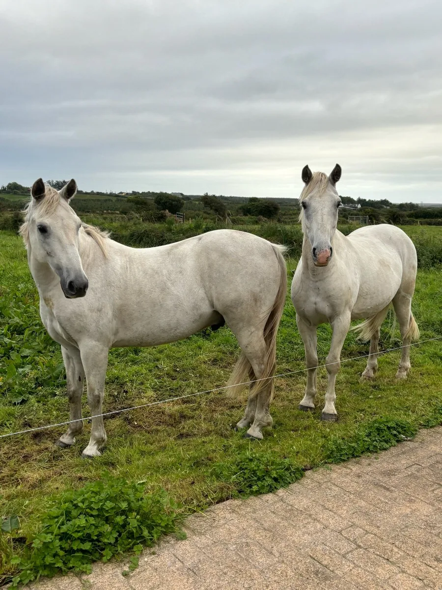 Gelding for sale - Image 1