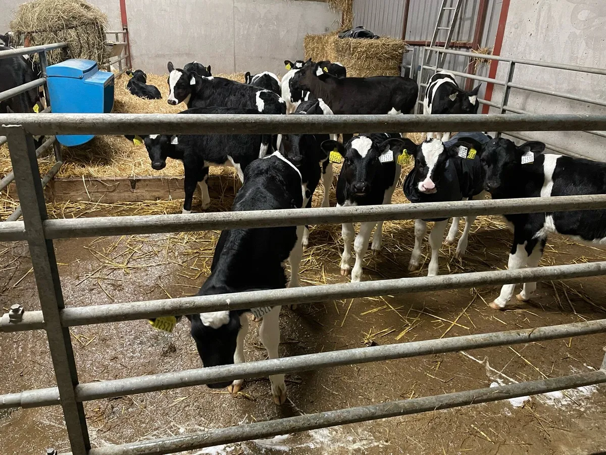 Pedigree Holstein calves - Image 1